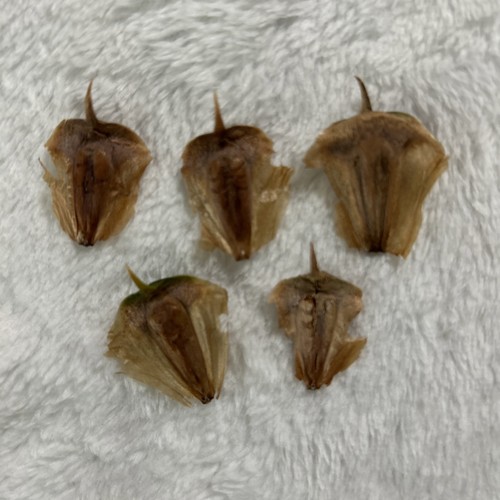 Living christmas tree seeds - living,